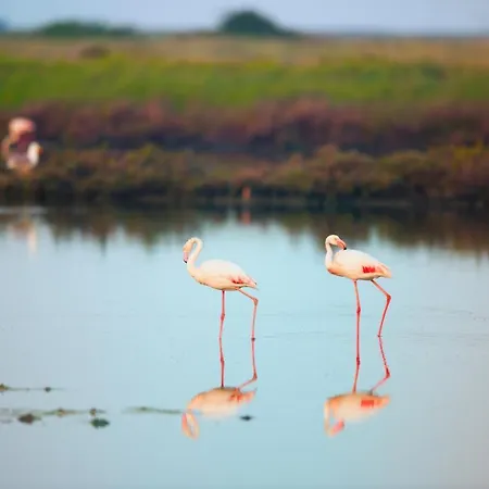 Helen * Rosolina Mare